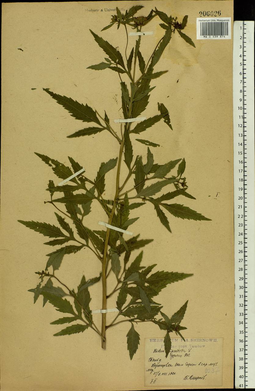 Bidens tripartita L., Eastern Europe, Central forest-and-steppe region (E6) (Russia)