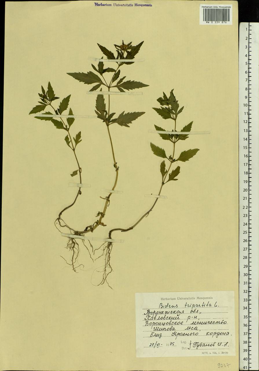 Bidens tripartita L., Eastern Europe, Central forest-and-steppe region (E6) (Russia)