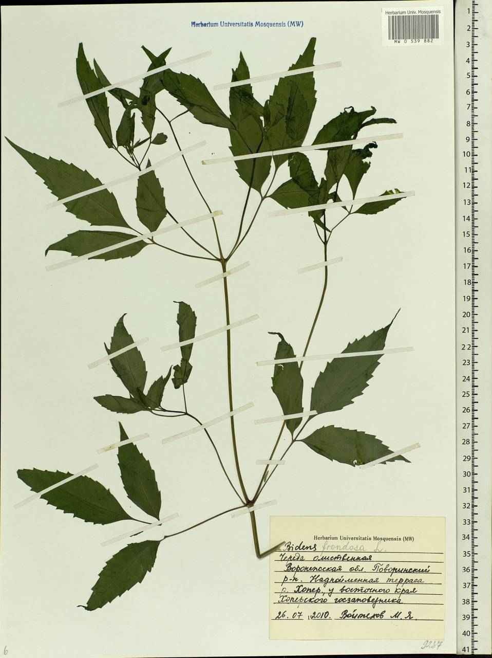 Bidens frondosa L., Eastern Europe, Central forest-and-steppe region (E6) (Russia)