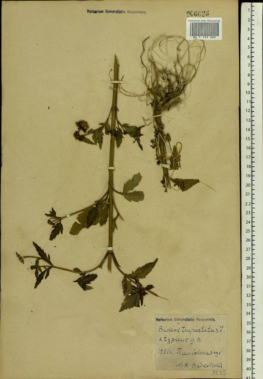 Bidens tripartita L., Eastern Europe, Central forest-and-steppe region (E6) (Russia)