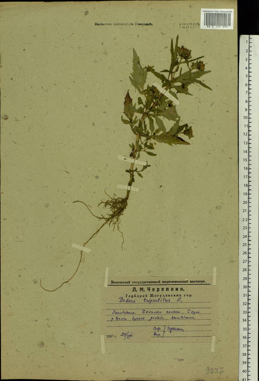 Bidens tripartita L., Eastern Europe, Middle Volga region (E8) (Russia)