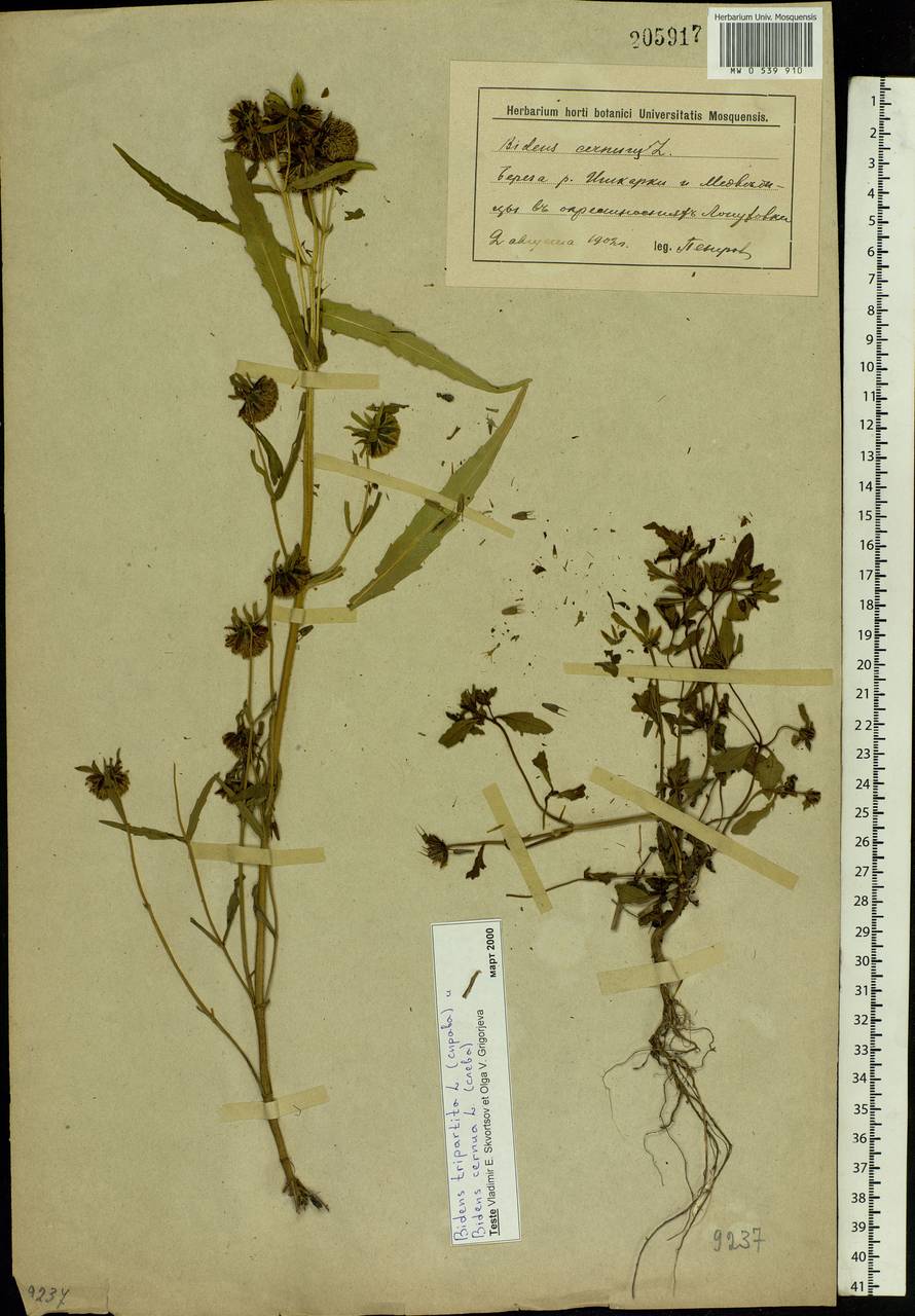 Bidens tripartita L., Eastern Europe, Lower Volga region (E9) (Russia)