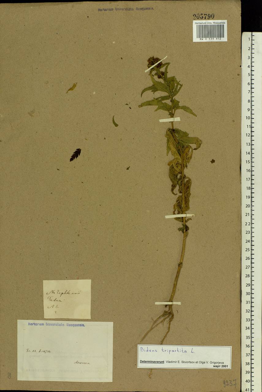 Bidens tripartita L., Eastern Europe, Lower Volga region (E9) (Russia)