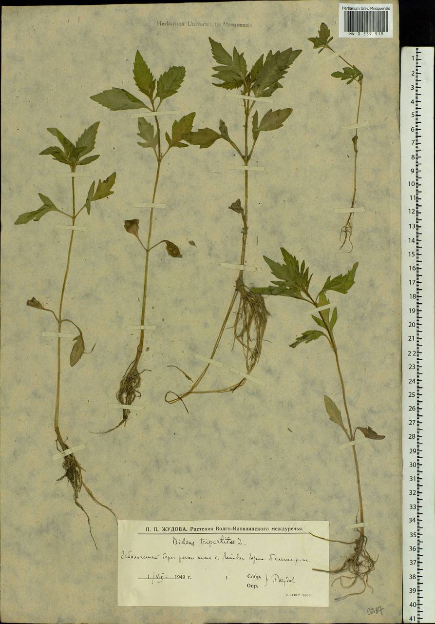 Bidens tripartita L., Eastern Europe, Lower Volga region (E9) (Russia)