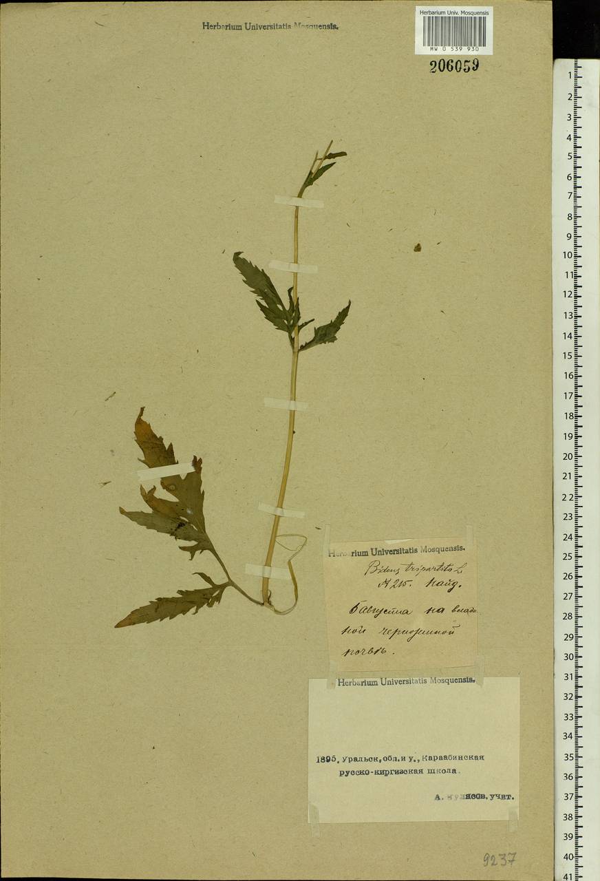 Bidens tripartita L., Middle Asia, Caspian Ustyurt & Northern Aralia (M8) (Kazakhstan)