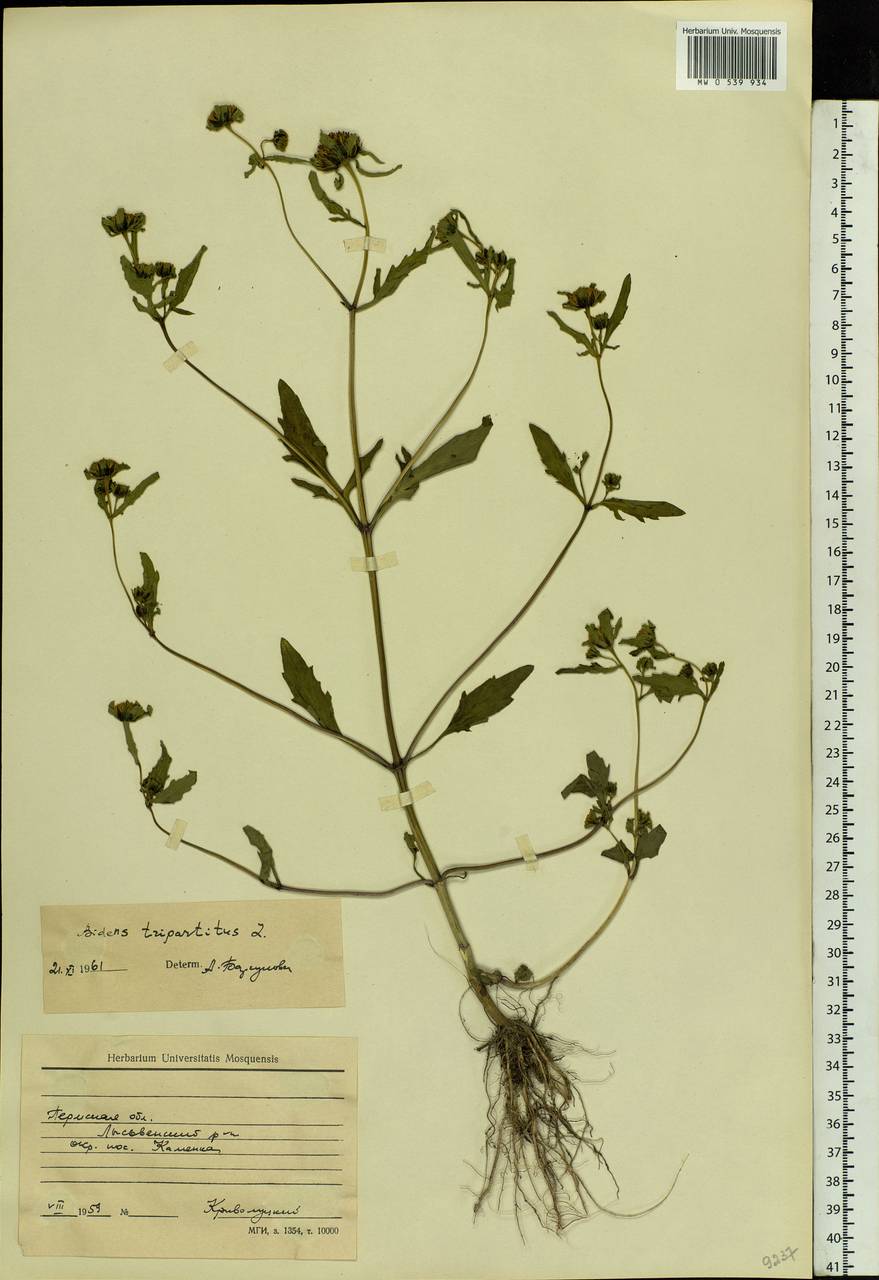 Bidens tripartita L., Eastern Europe, Eastern region (E10) (Russia)