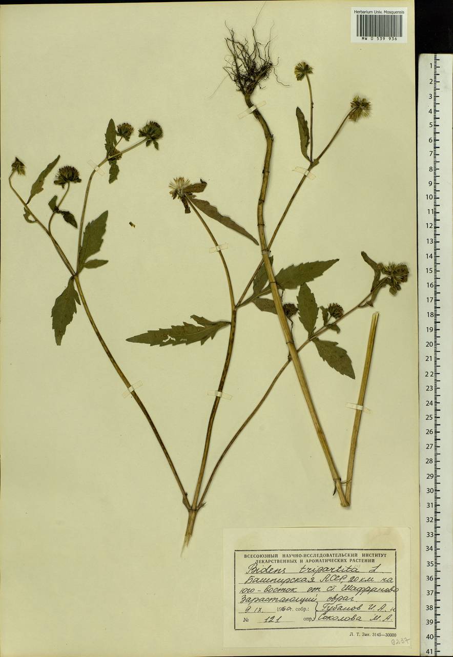 Bidens tripartita L., Eastern Europe, Eastern region (E10) (Russia)