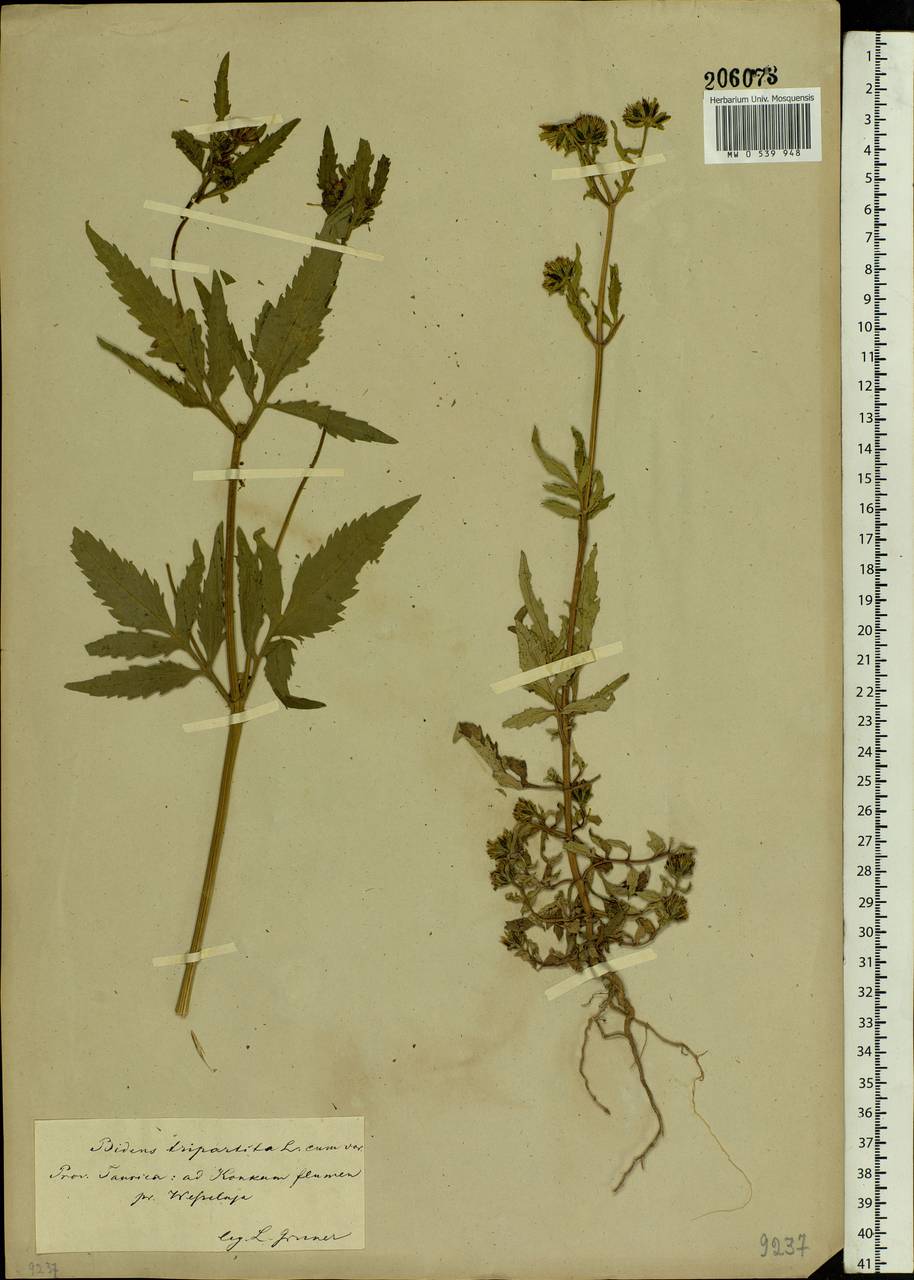 Bidens tripartita L., Eastern Europe, South Ukrainian region (E12) (Ukraine)