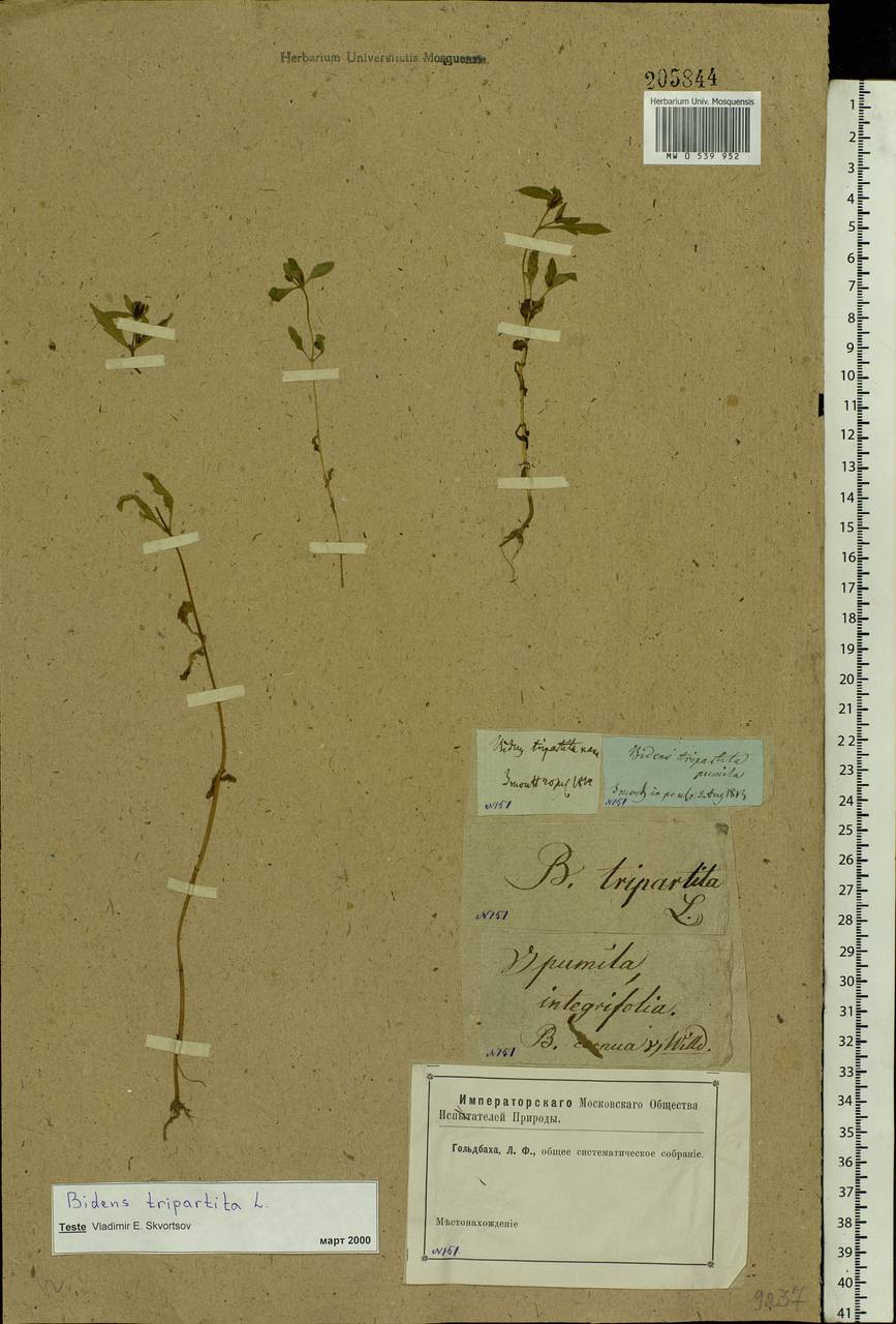 Bidens tripartita L., Eastern Europe, Moscow region (E4a) (Russia)
