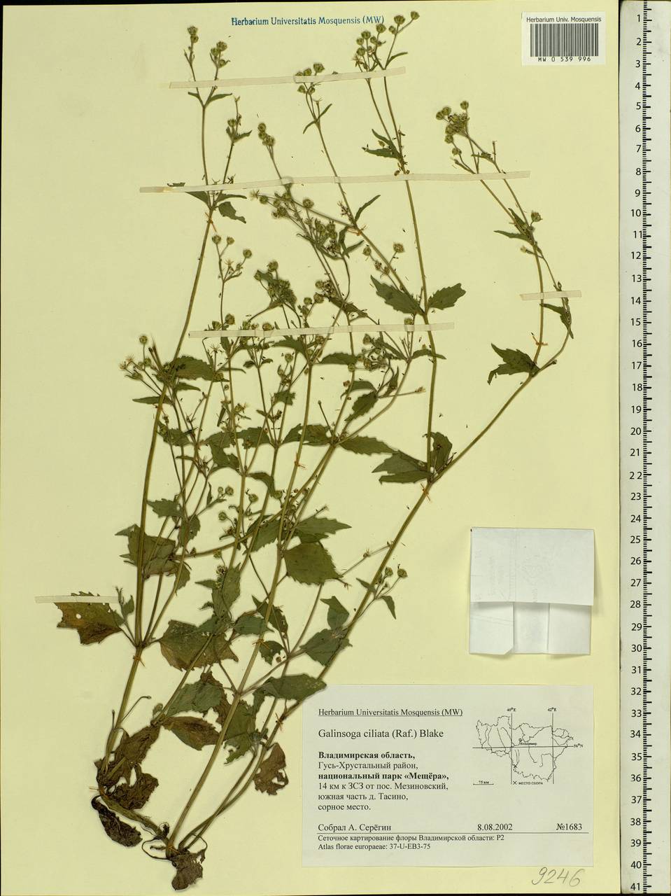 Galinsoga quadriradiata Ruiz & Pav., Eastern Europe, Central region (E4) (Russia)