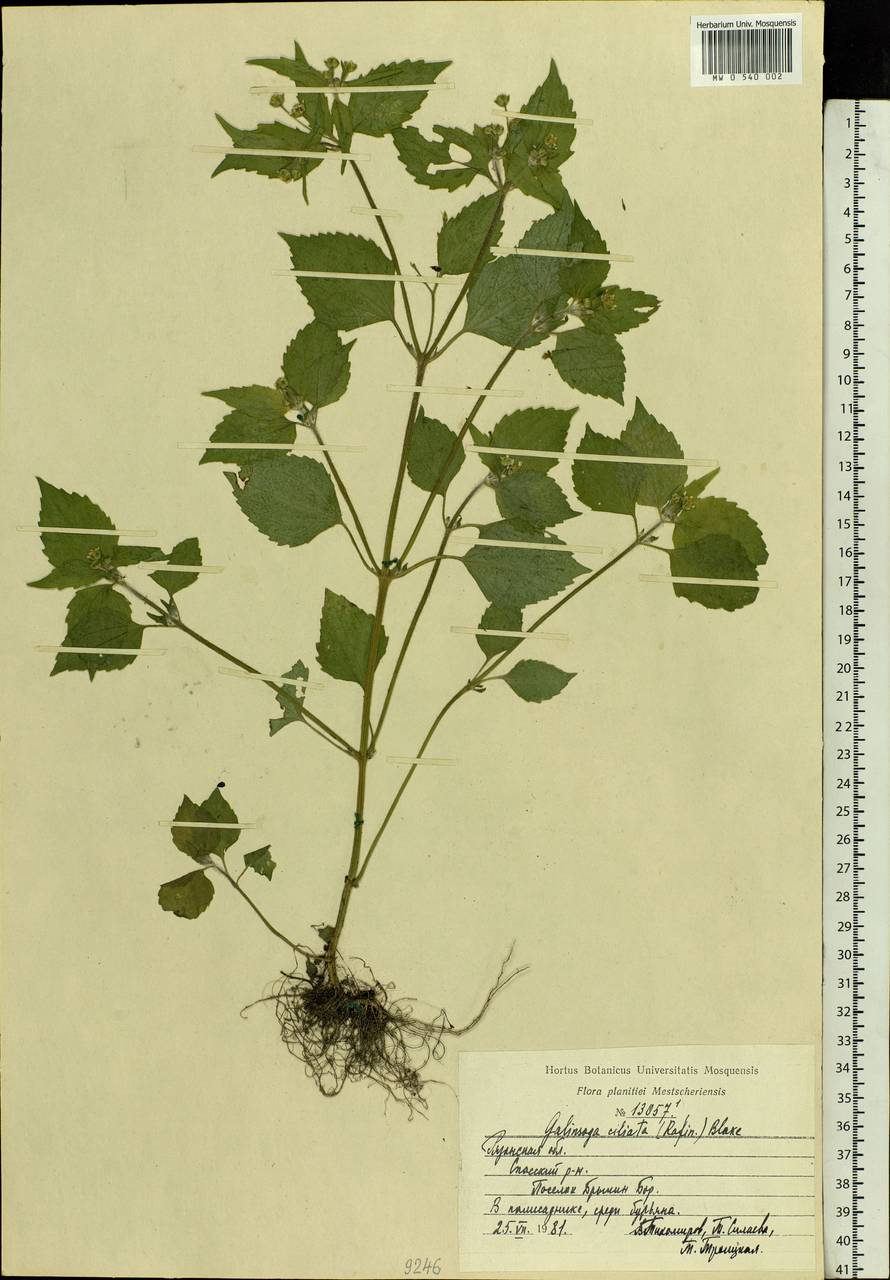 Galinsoga quadriradiata Ruiz & Pav., Eastern Europe, Central region (E4) (Russia)