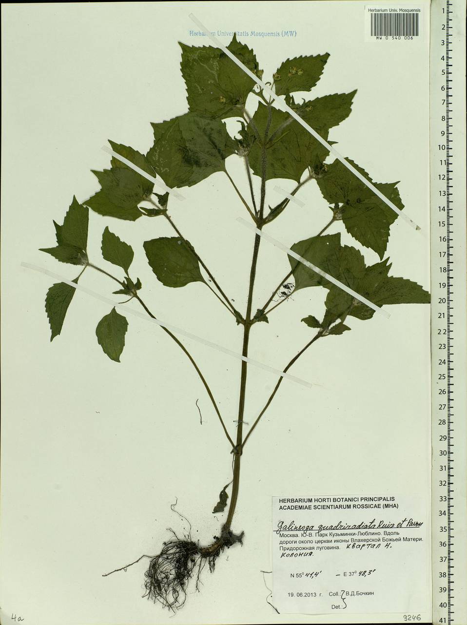 Galinsoga quadriradiata Ruiz & Pav., Eastern Europe, Moscow region (E4a) (Russia)
