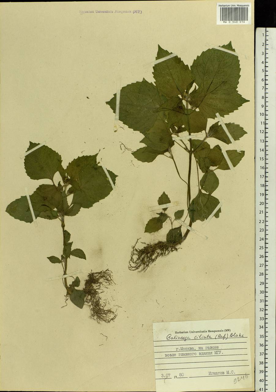 Galinsoga quadriradiata Ruiz & Pav., Eastern Europe, Moscow region (E4a) (Russia)