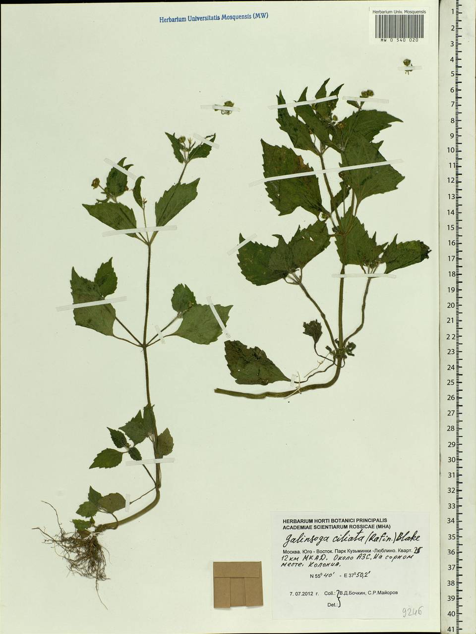 Galinsoga quadriradiata Ruiz & Pav., Eastern Europe, Moscow region (E4a) (Russia)