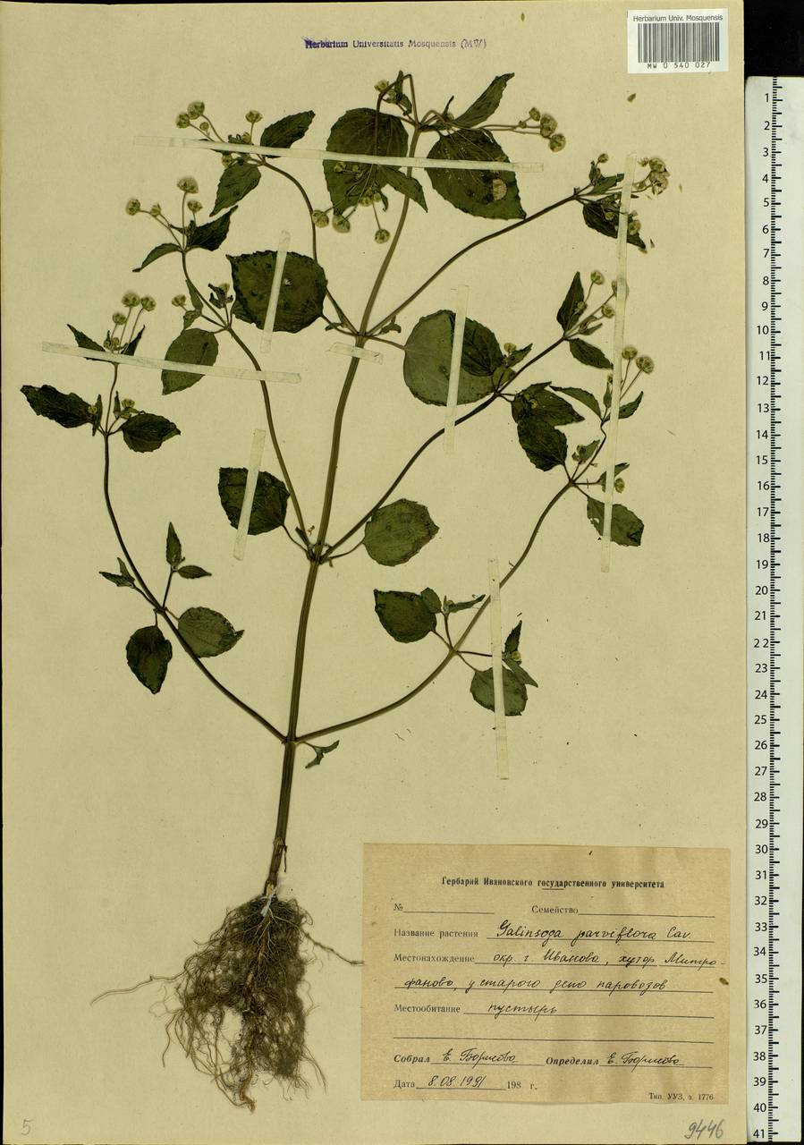 Galinsoga parviflora Cav., Eastern Europe, Central forest region (E5) (Russia)