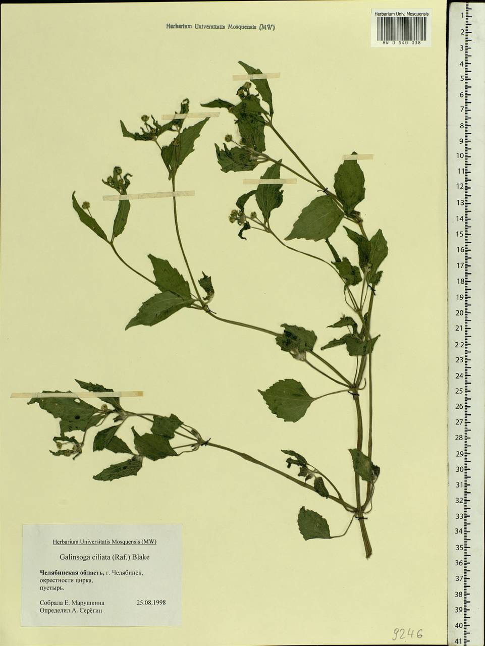 Galinsoga quadriradiata Ruiz & Pav., Eastern Europe, Eastern region (E10) (Russia)