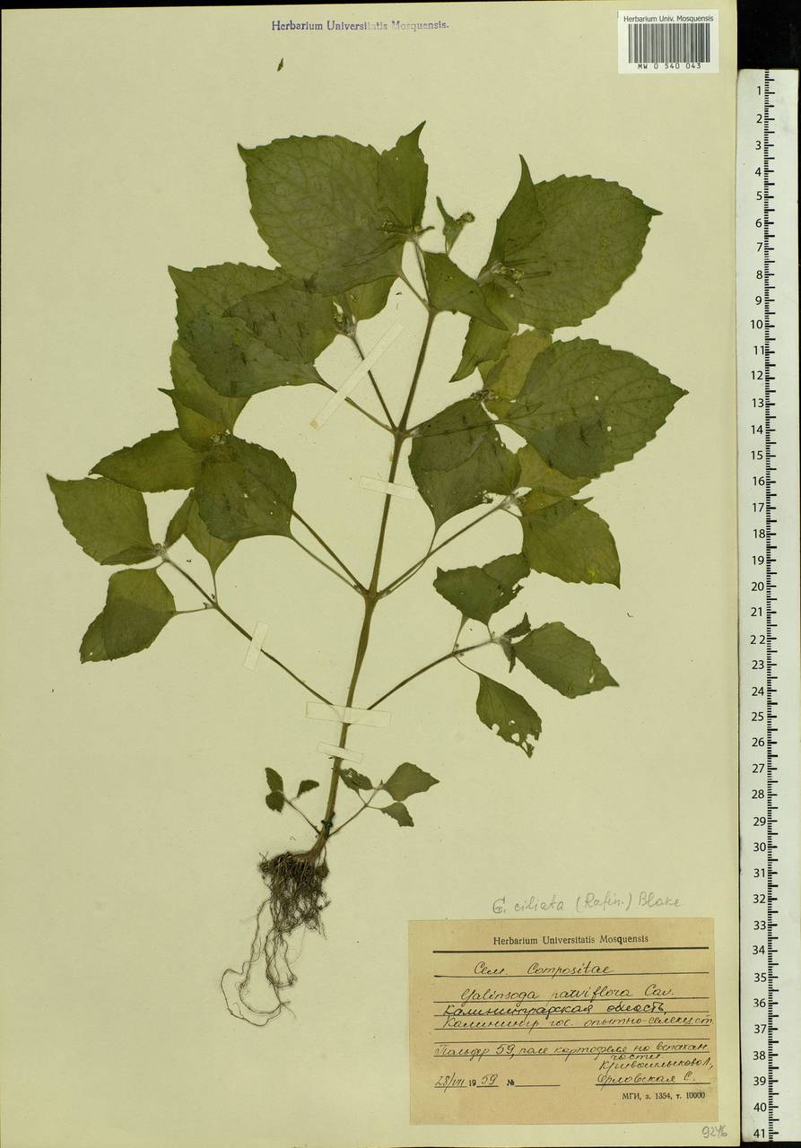 Galinsoga quadriradiata Ruiz & Pav., Eastern Europe, North-Western region (E2) (Russia)