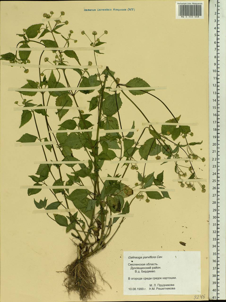 Galinsoga parviflora Cav., Eastern Europe, Western region (E3) (Russia)
