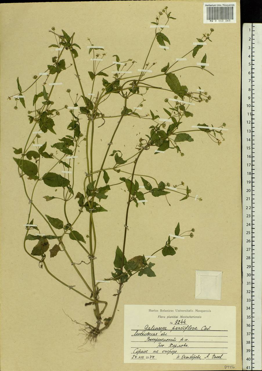Galinsoga parviflora Cav., Eastern Europe, Moscow region (E4a) (Russia)