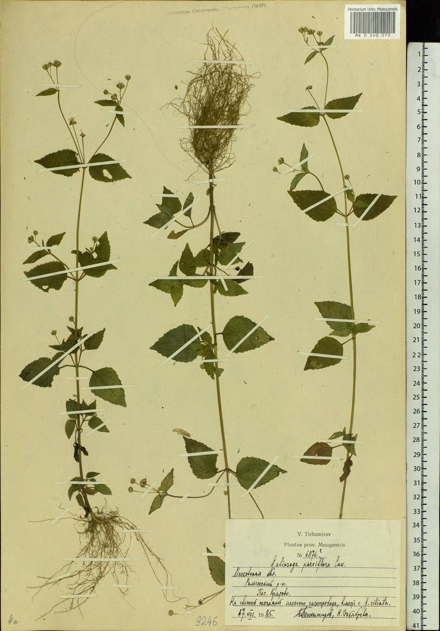 Galinsoga parviflora Cav., Eastern Europe, Moscow region (E4a) (Russia)