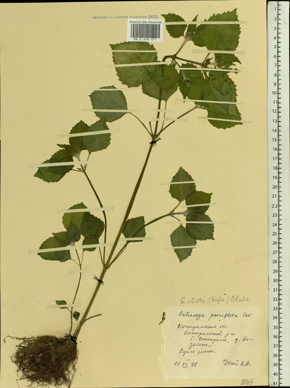 Galinsoga quadriradiata Ruiz & Pav., Eastern Europe, Central forest region (E5) (Russia)