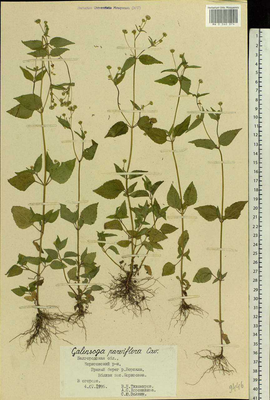 Galinsoga parviflora Cav., Eastern Europe, Central forest-and-steppe region (E6) (Russia)