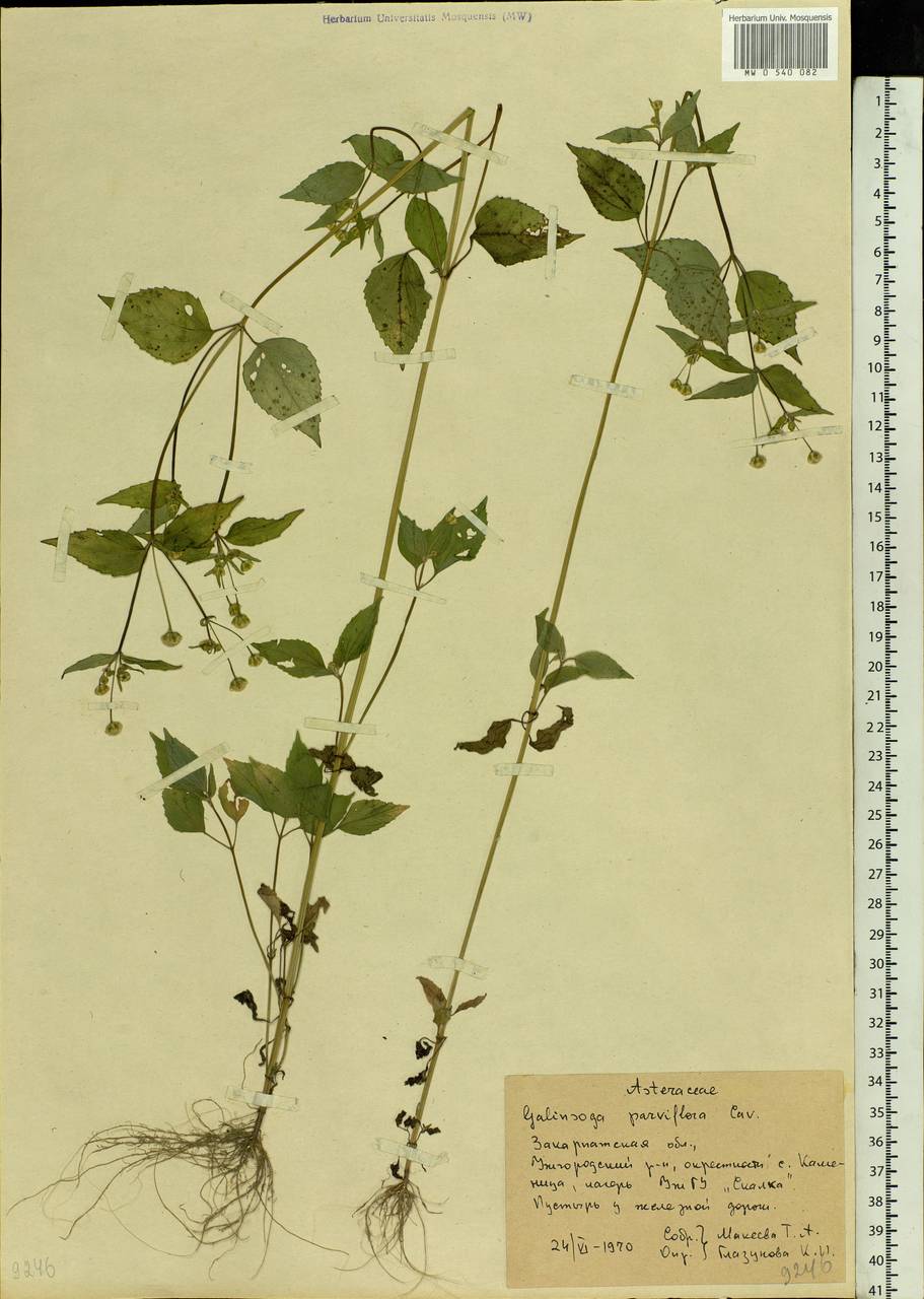 Galinsoga parviflora Cav., Eastern Europe, West Ukrainian region (E13) (Ukraine)