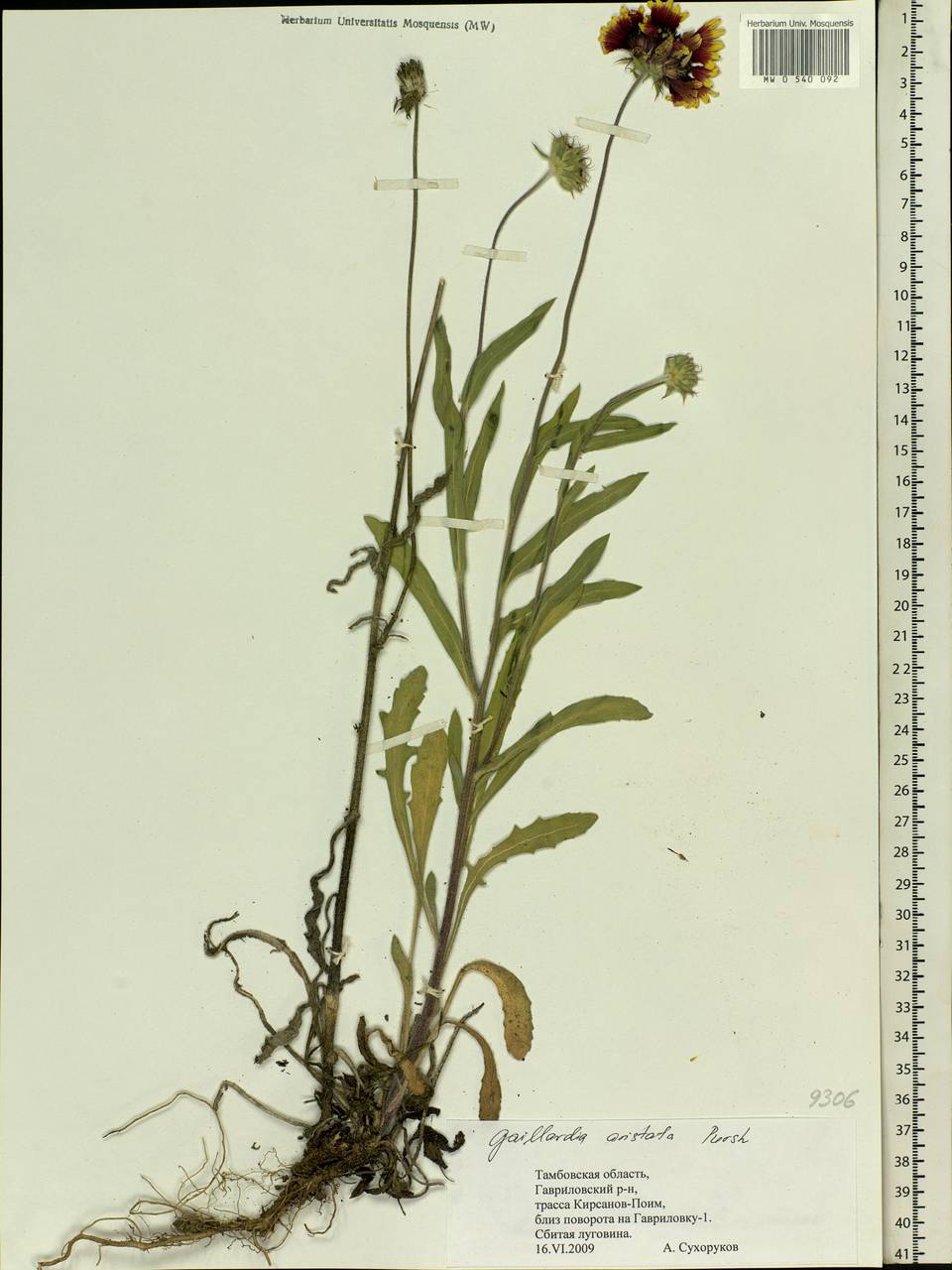 Gaillardia aristata Pursh, Eastern Europe, Central forest-and-steppe region (E6) (Russia)