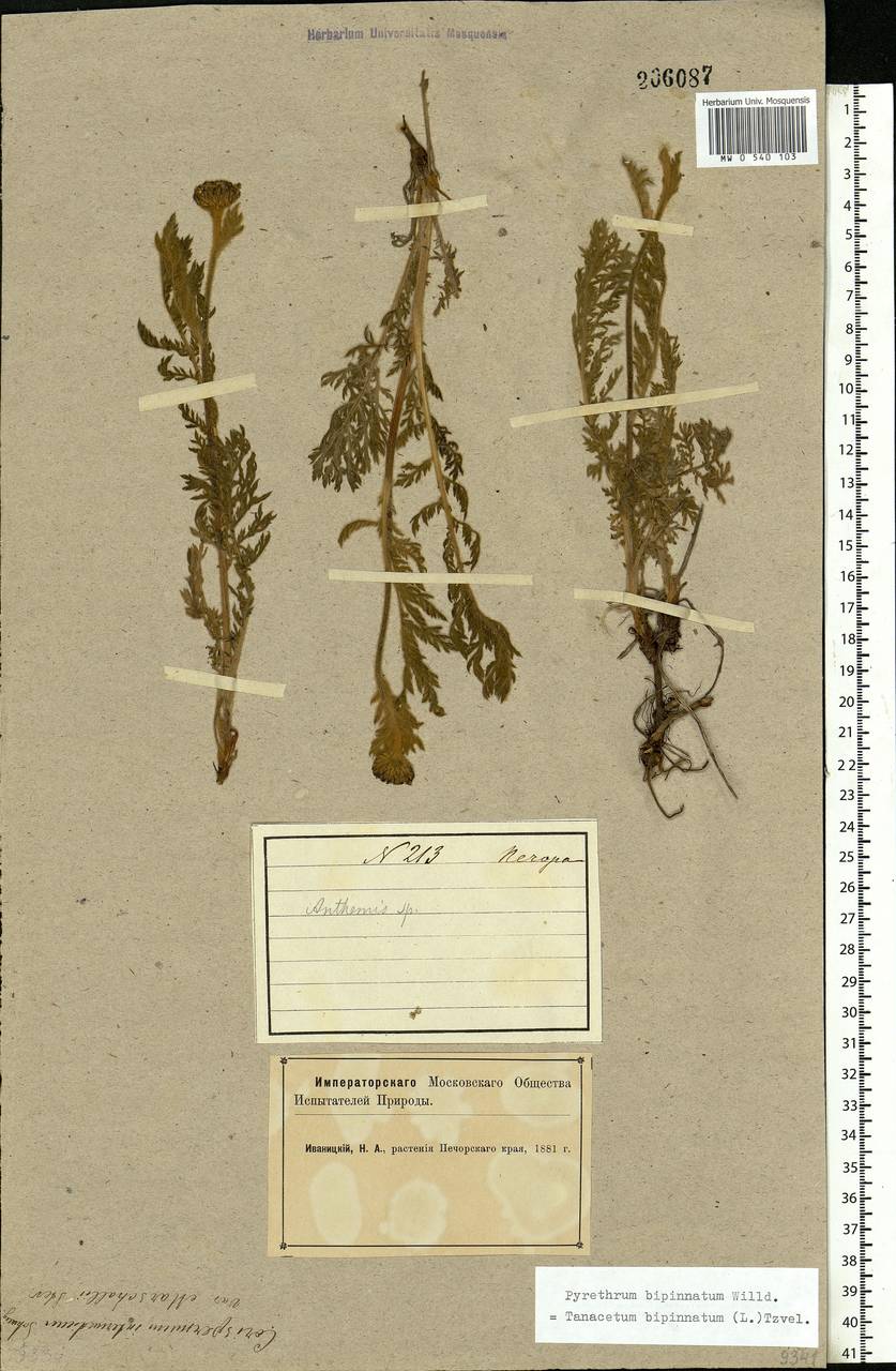 Tanacetum bipinnatum (L.) Sch. Bip., Eastern Europe, Northern region (E1) (Russia)