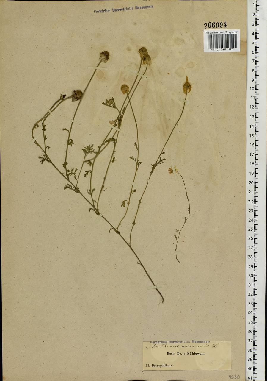 Anthemis arvensis L., Eastern Europe, North-Western region (E2) (Russia)