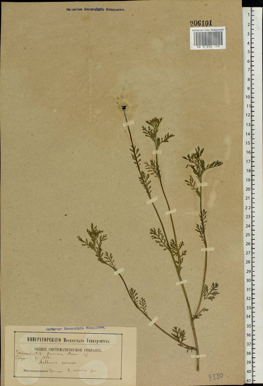 Anthemis arvensis L., Eastern Europe, Belarus (E3a) (Belarus)