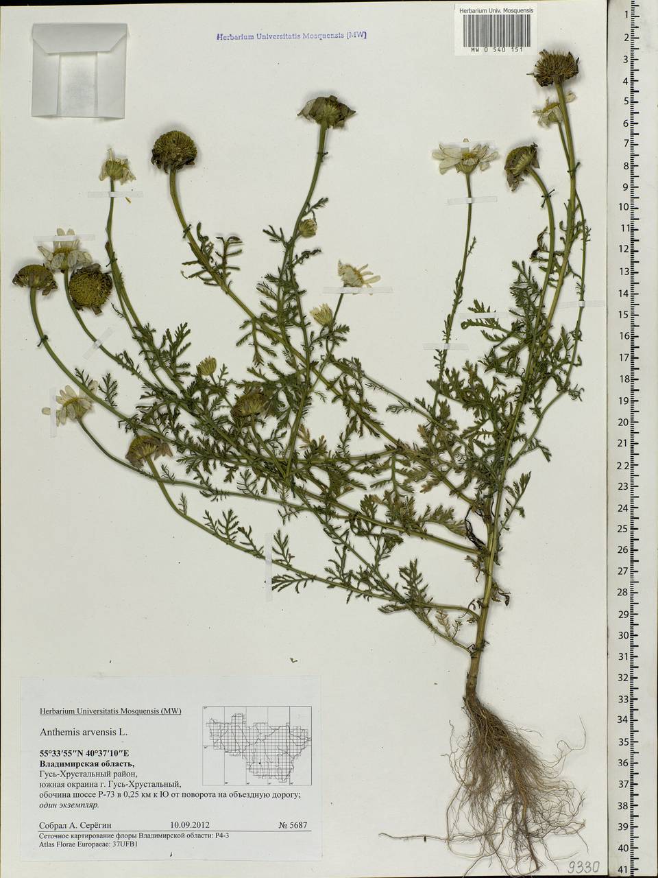 Anthemis arvensis L., Eastern Europe, Central region (E4) (Russia)