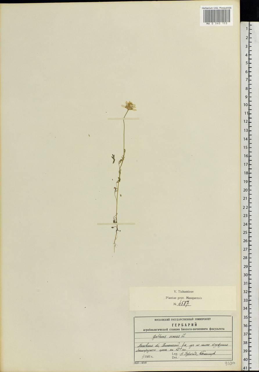 Anthemis arvensis L., Eastern Europe, Moscow region (E4a) (Russia)