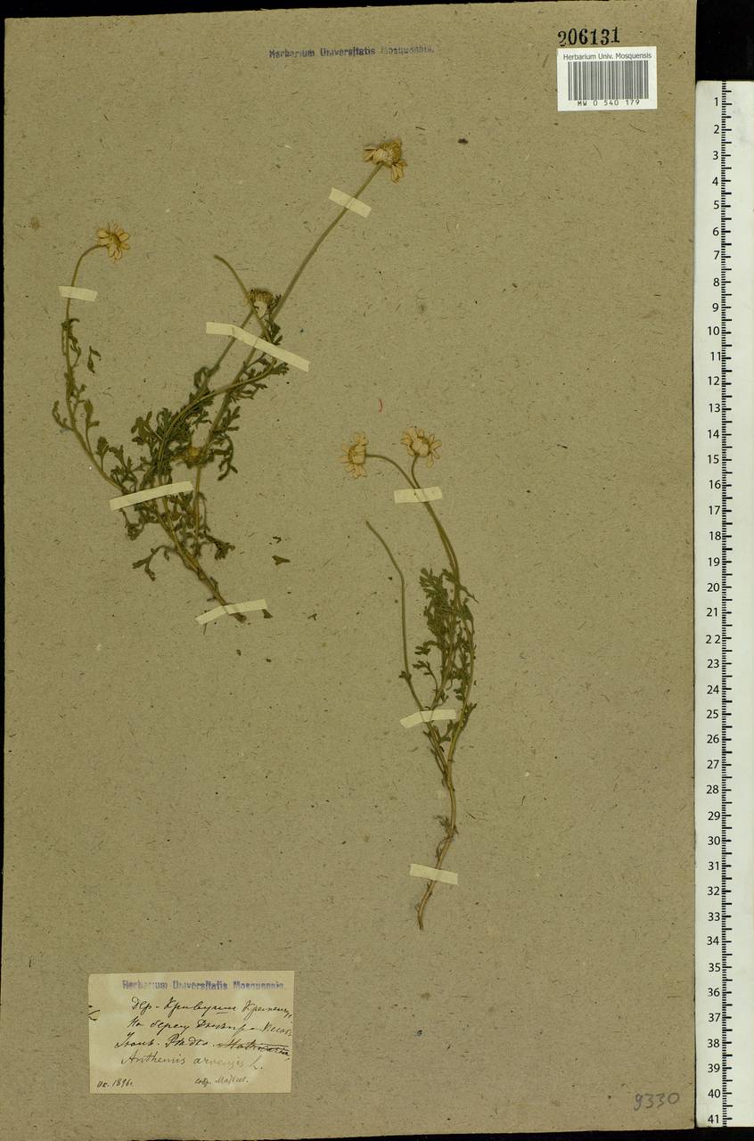 Anthemis arvensis L., Eastern Europe, North Ukrainian region (E11) (Ukraine)