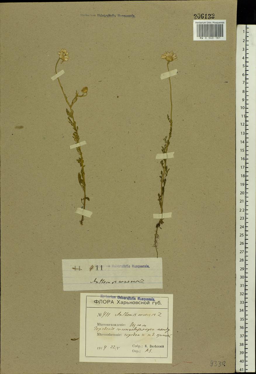 Anthemis arvensis L., Eastern Europe, North Ukrainian region (E11) (Ukraine)