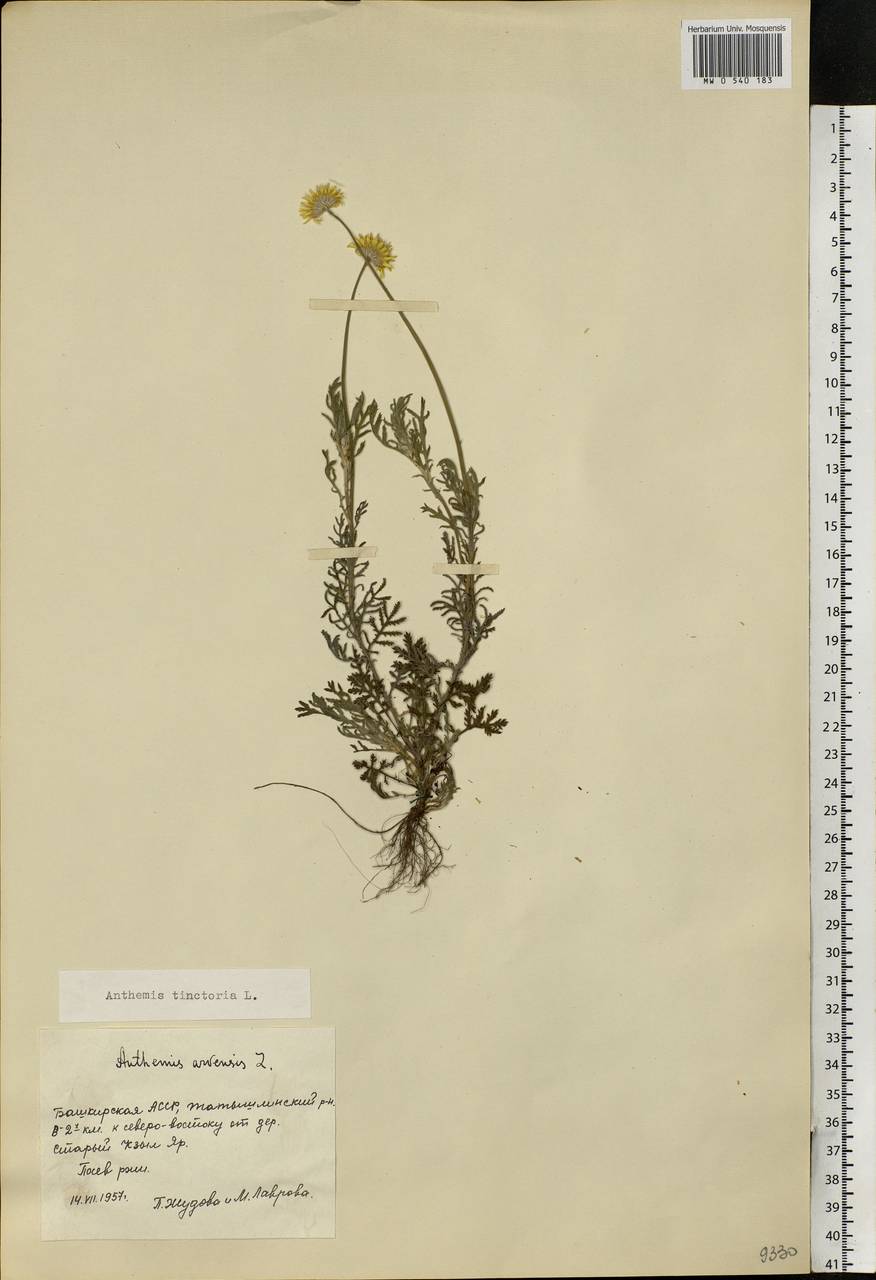 Cota tinctoria subsp. tinctoria, Eastern Europe, Eastern region (E10) (Russia)