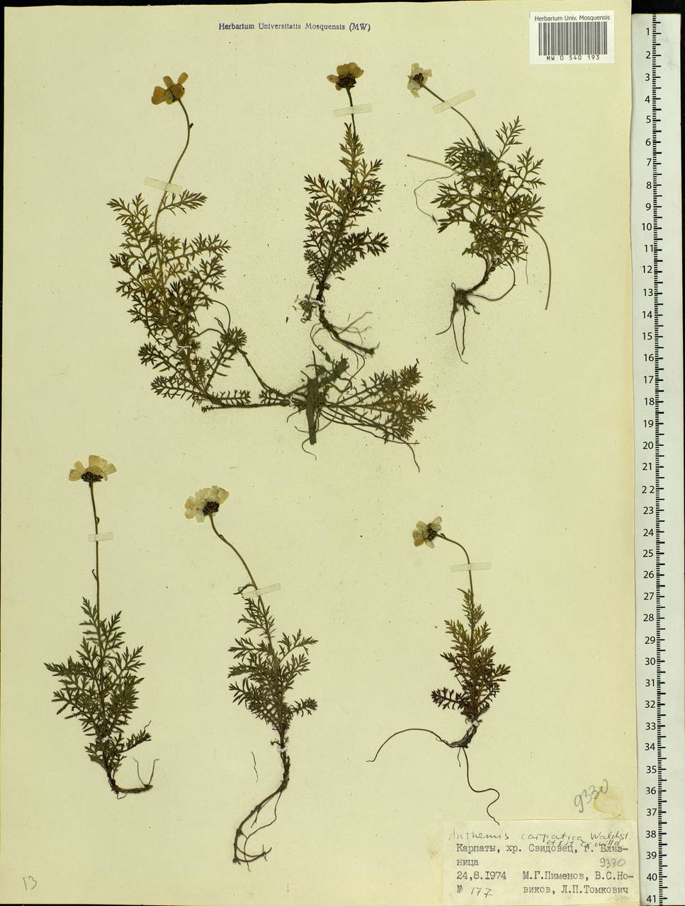 Anthemis cretica subsp. carpatica (Willd.) Grierson, Eastern Europe, West Ukrainian region (E13) (Ukraine)