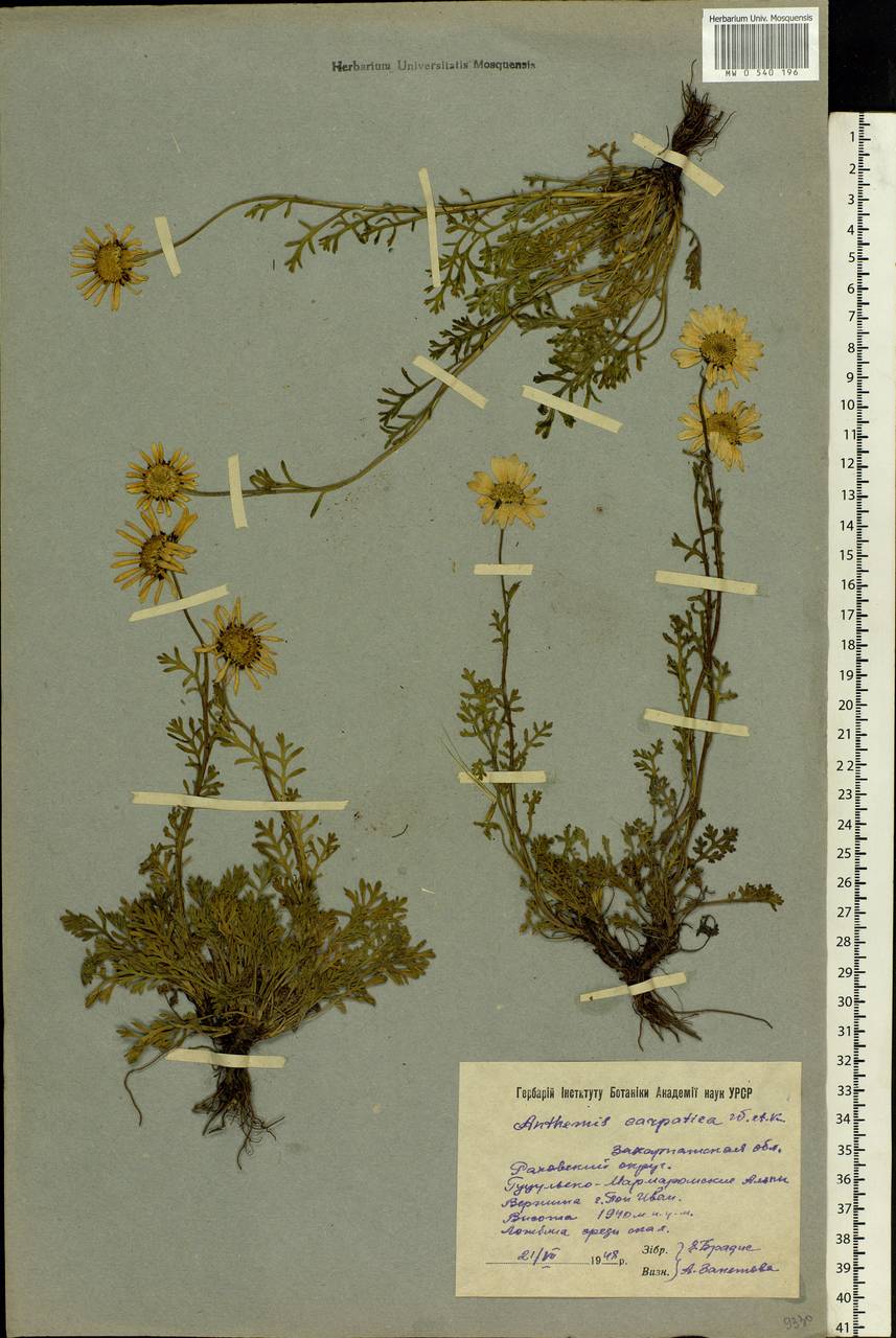 Anthemis cretica subsp. carpatica (Willd.) Grierson, Eastern Europe, West Ukrainian region (E13) (Ukraine)