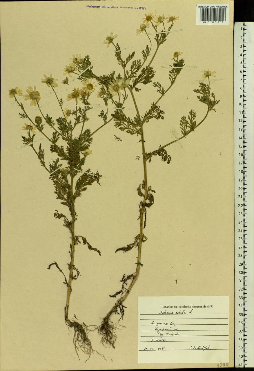 Anthemis cotula L., Eastern Europe, Central region (E4) (Russia)