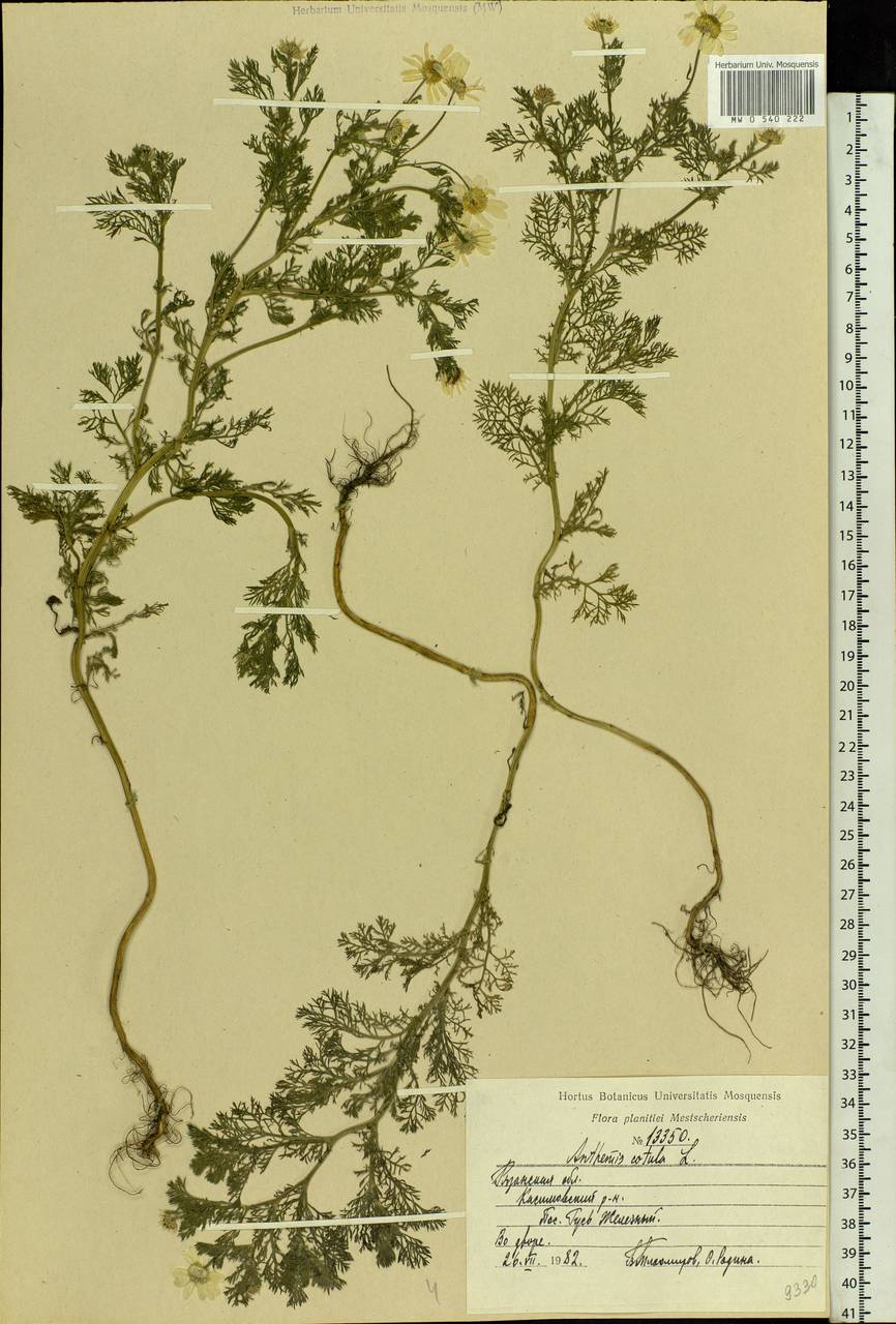 Anthemis cotula L., Eastern Europe, Central region (E4) (Russia)