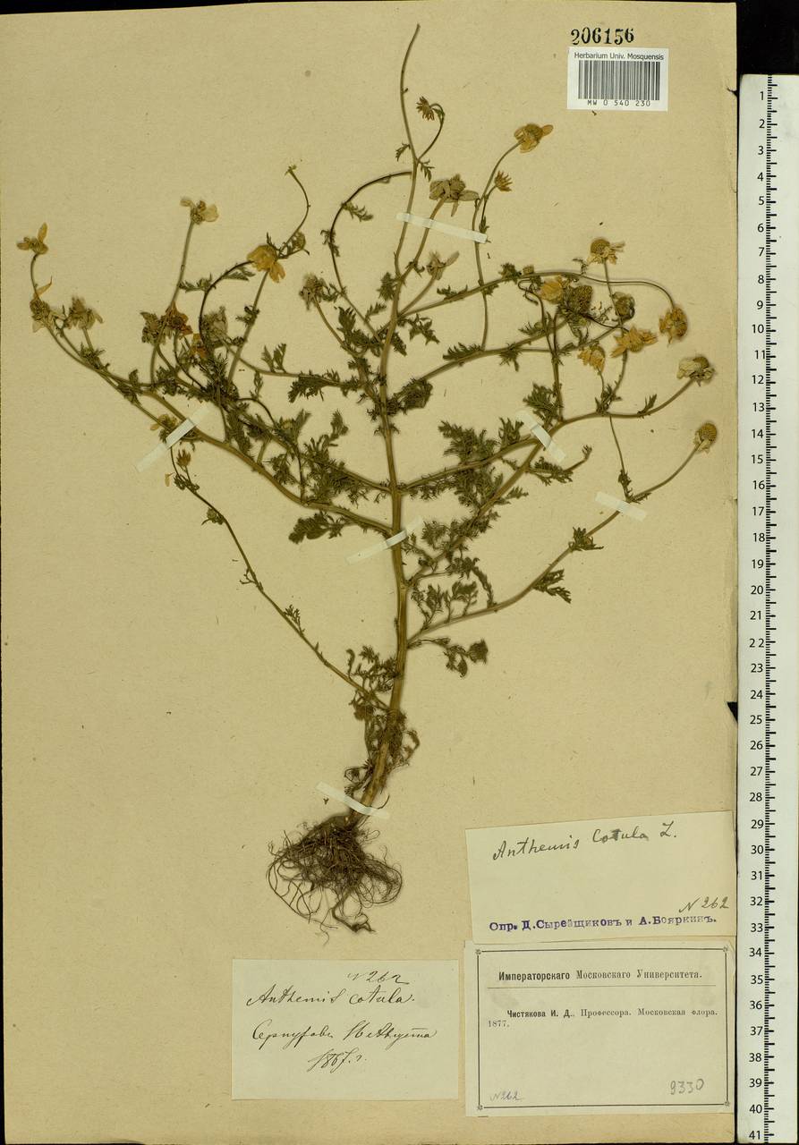 Anthemis cotula L., Eastern Europe, Moscow region (E4a) (Russia)