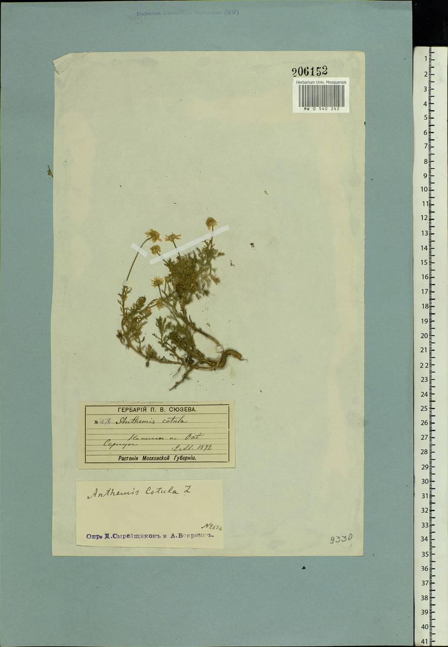 Anthemis cotula L., Eastern Europe, Moscow region (E4a) (Russia)