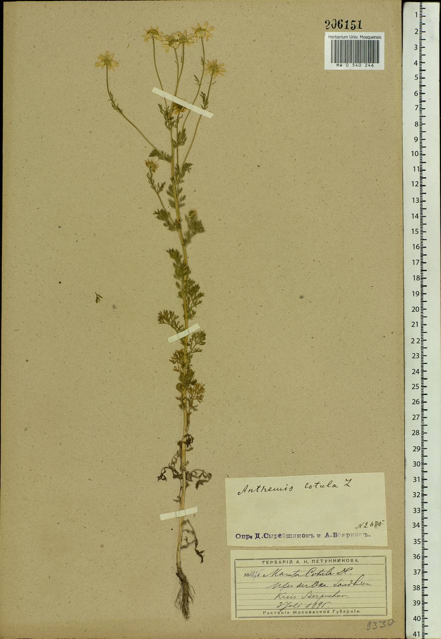 Anthemis cotula L., Eastern Europe, Moscow region (E4a) (Russia)
