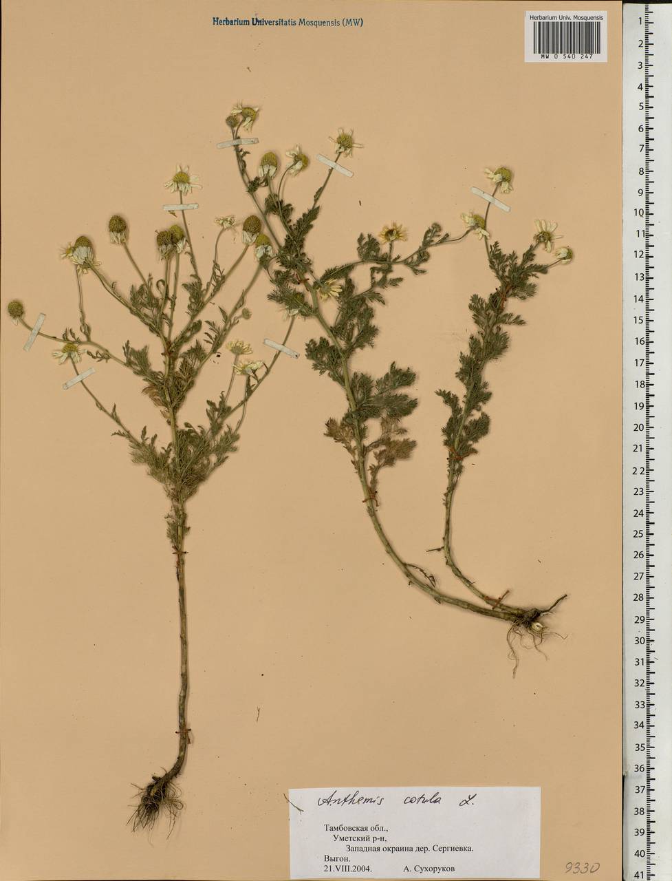 Anthemis cotula L., Eastern Europe, Central forest-and-steppe region (E6) (Russia)