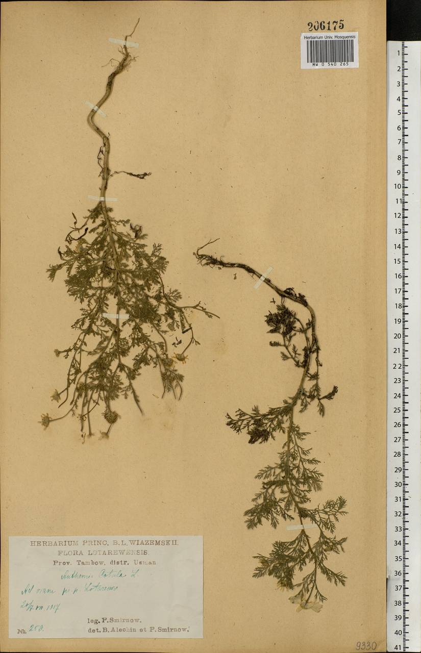 Anthemis cotula L., Eastern Europe, Central forest-and-steppe region (E6) (Russia)