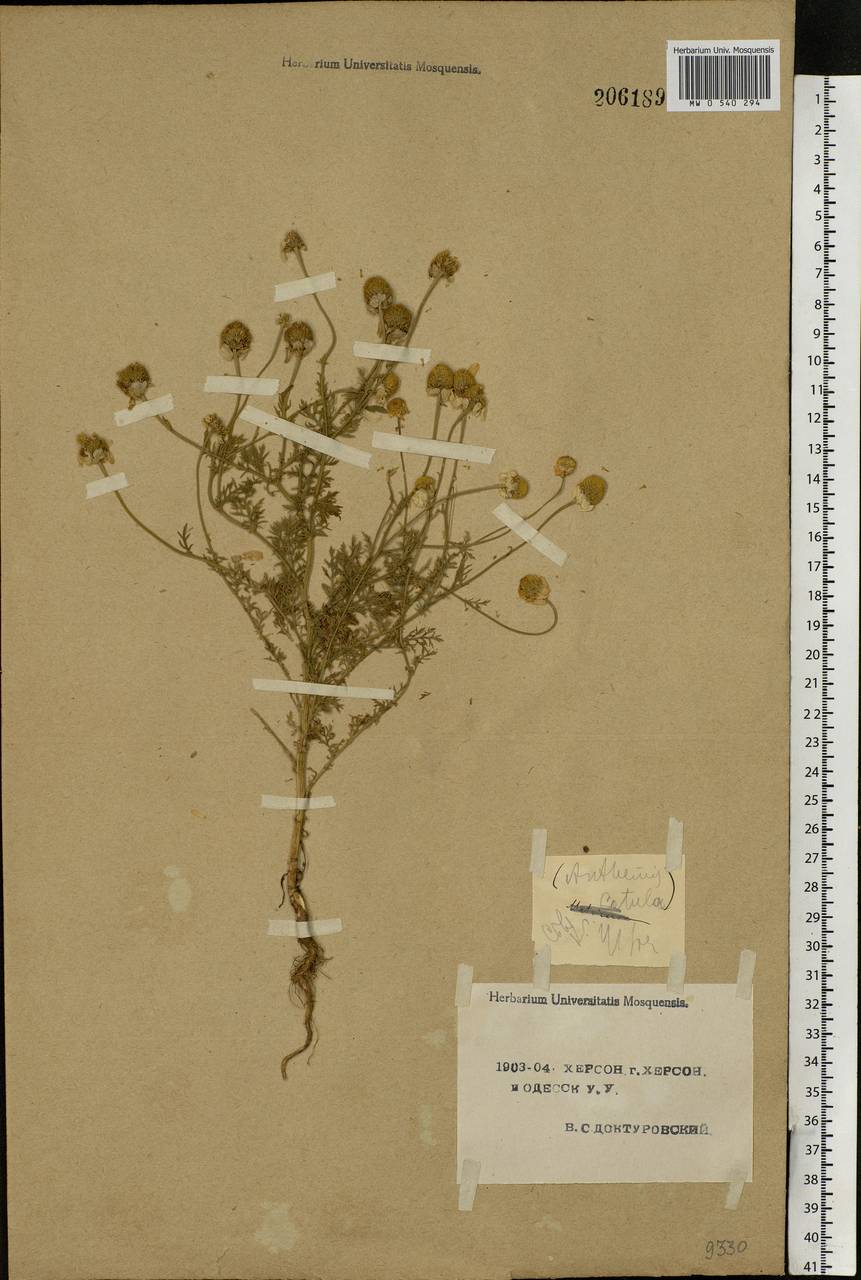 Anthemis cotula L., Eastern Europe, South Ukrainian region (E12) (Ukraine)