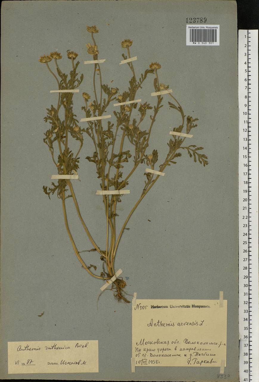 Anthemis ruthenica M. Bieb., Eastern Europe, Moscow region (E4a) (Russia)