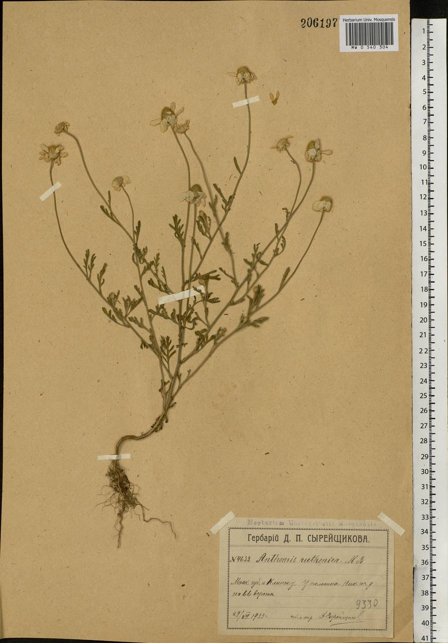 Anthemis ruthenica M. Bieb., Eastern Europe, Moscow region (E4a) (Russia)