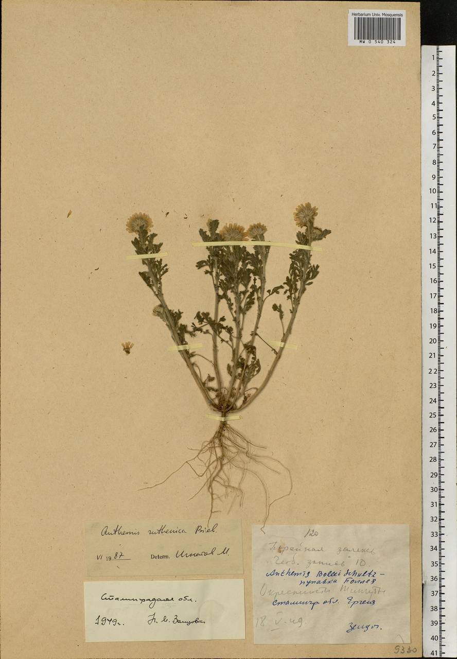 Anthemis ruthenica M. Bieb., Eastern Europe, Lower Volga region (E9) (Russia)