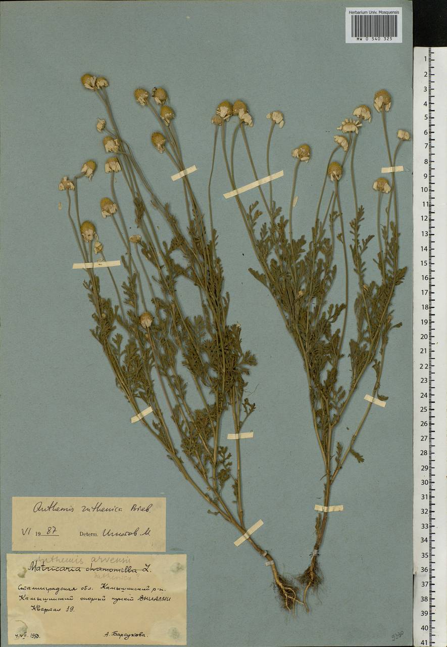 Anthemis ruthenica M. Bieb., Eastern Europe, Lower Volga region (E9) (Russia)